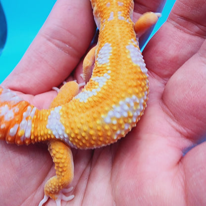 Unsexed Manferno Tremper Albino Jungle [looking female]