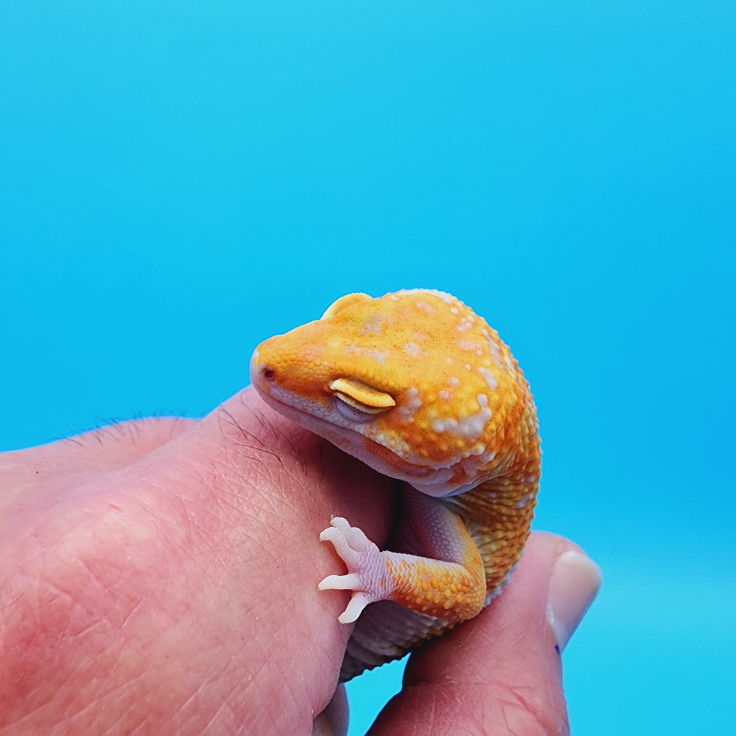 Unsexed Manferno Tremper Albino Jungle [looking female]