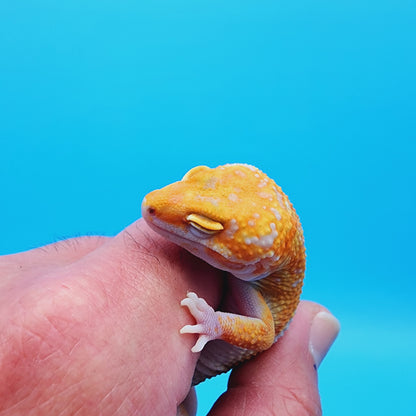 Unsexed Manferno Tremper Albino Jungle [looking female]