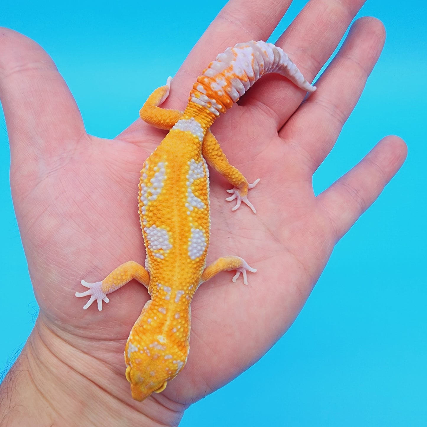 Unsexed Manferno Tremper Albino Jungle [looking female]