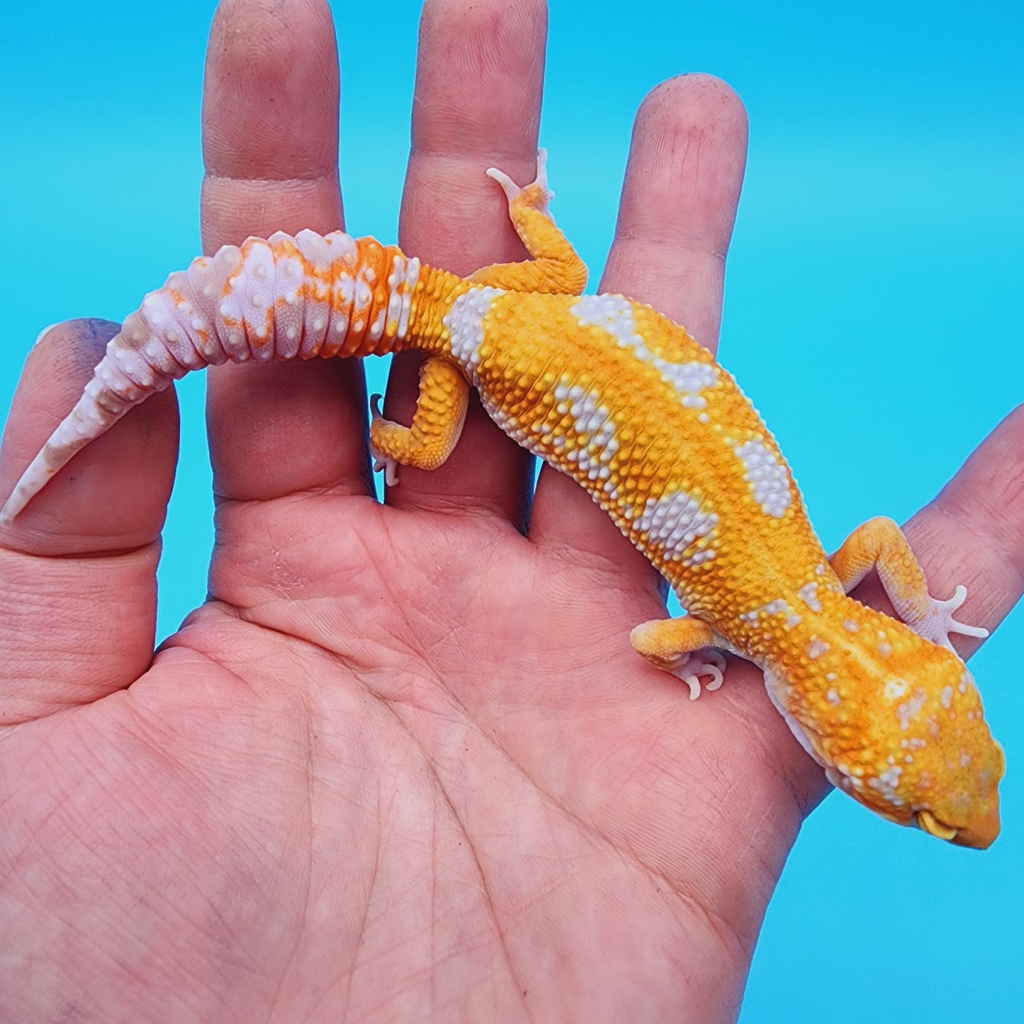 Unsexed Manferno Tremper Albino Jungle [looking female]