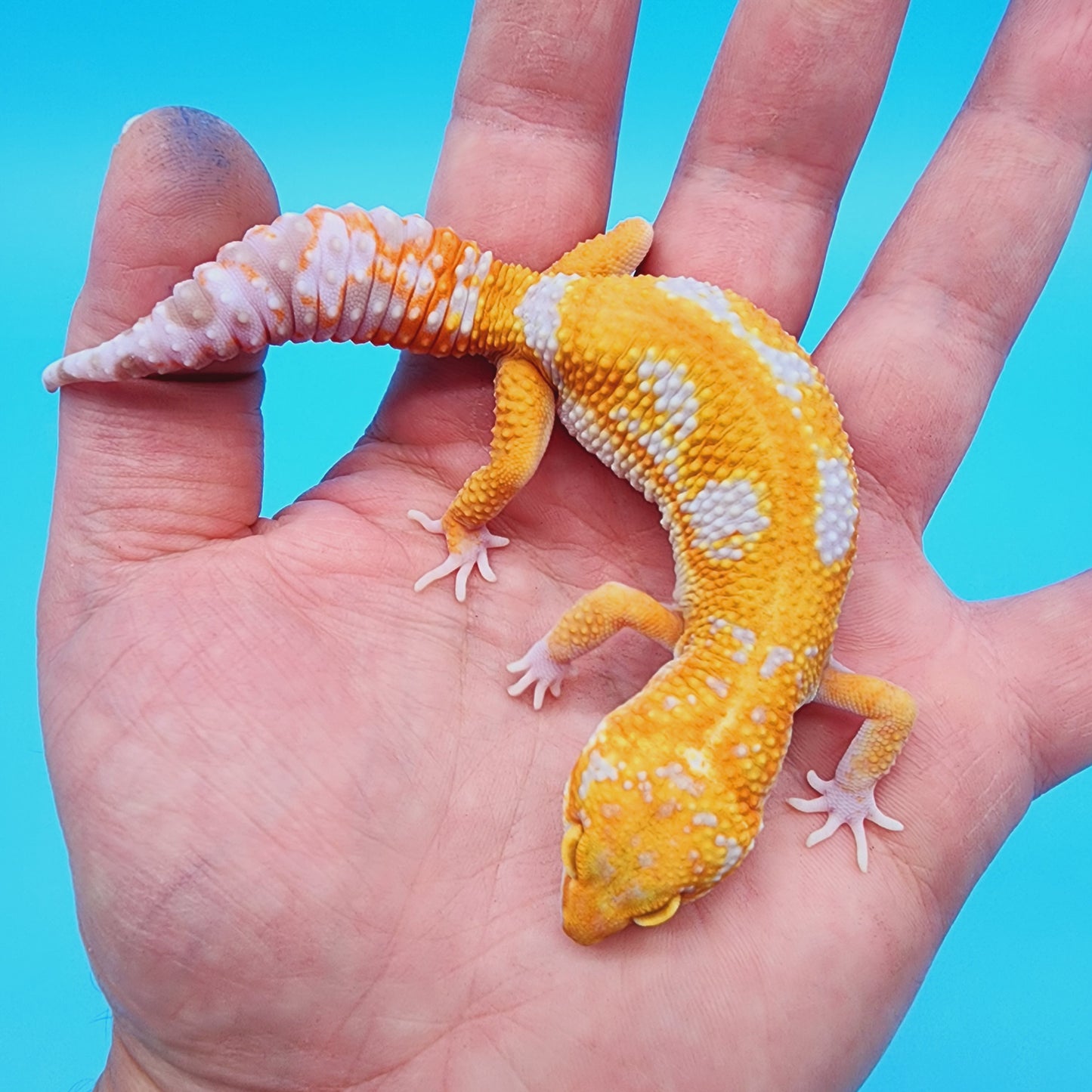 Unsexed Manferno Tremper Albino Jungle [looking female]