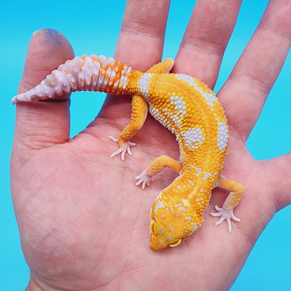 Unsexed Manferno Tremper Albino Jungle [looking female]