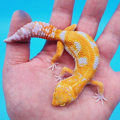 Unsexed Manferno Tremper Albino Jungle [looking female]