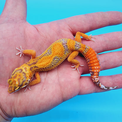 Unsexed Red Stripe Manferno Tremper Albino Jungle
