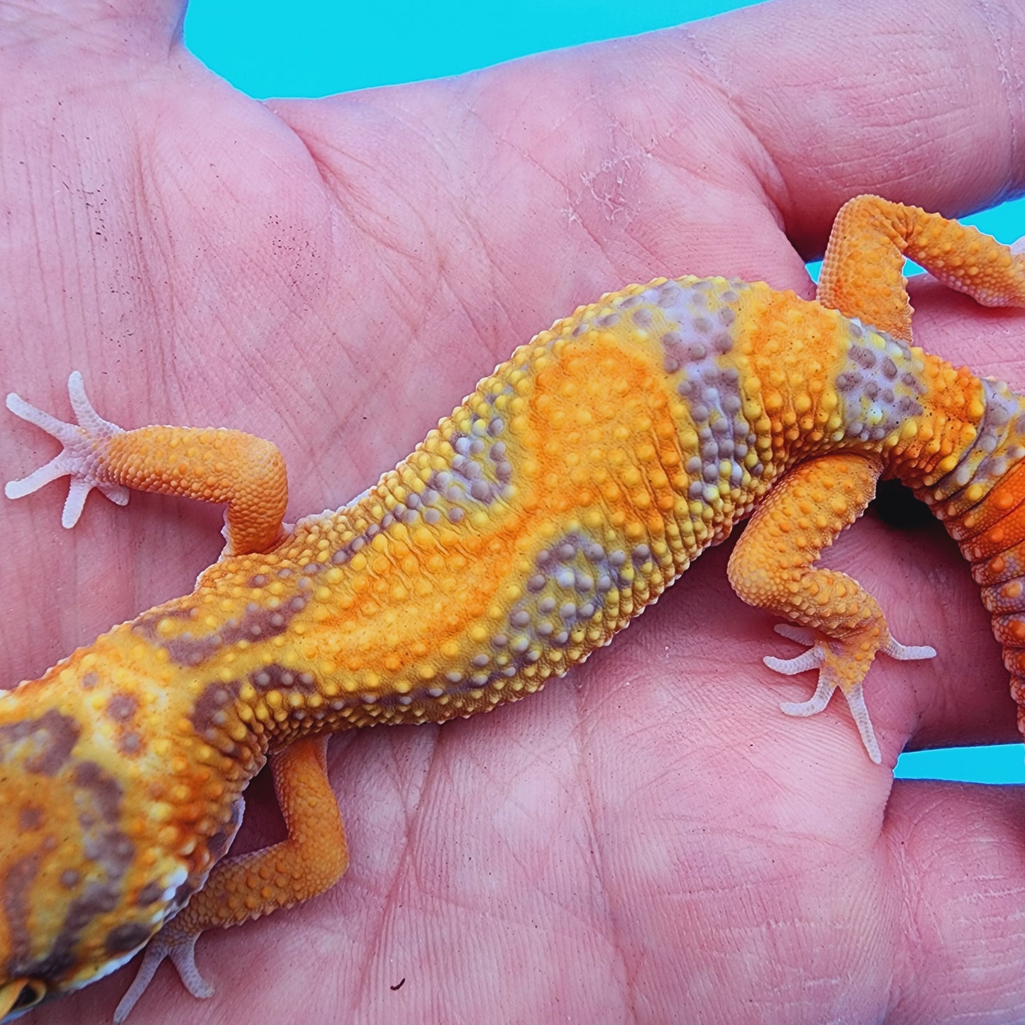 Unsexed Red Stripe Manferno Tremper Albino Jungle