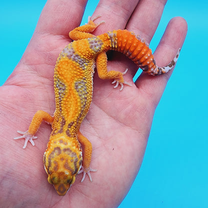 Unsexed Red Stripe Manferno Tremper Albino Jungle