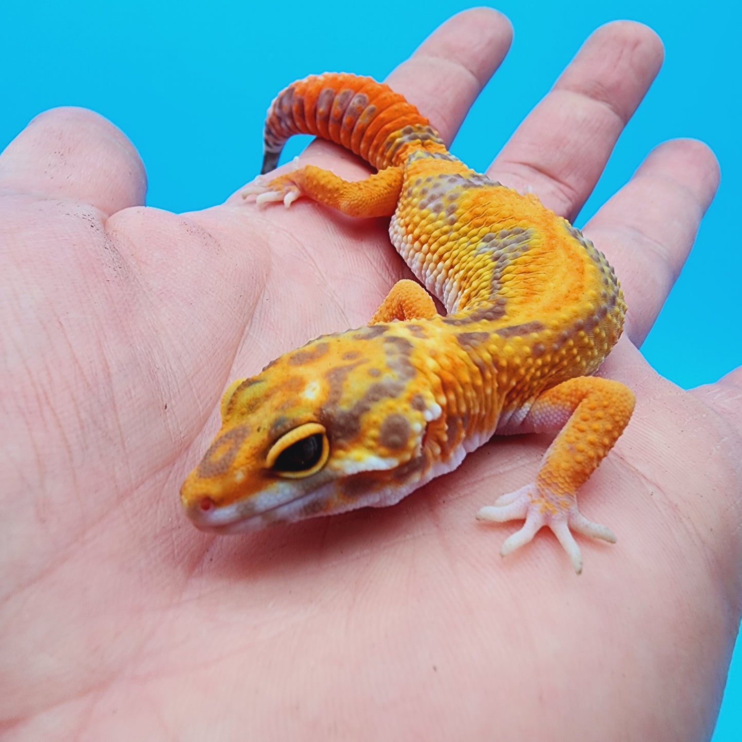 Unsexed Red Stripe Manferno Tremper Albino Jungle
