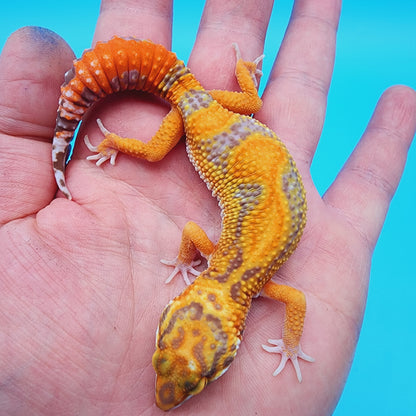 Unsexed Red Stripe Manferno Tremper Albino Jungle