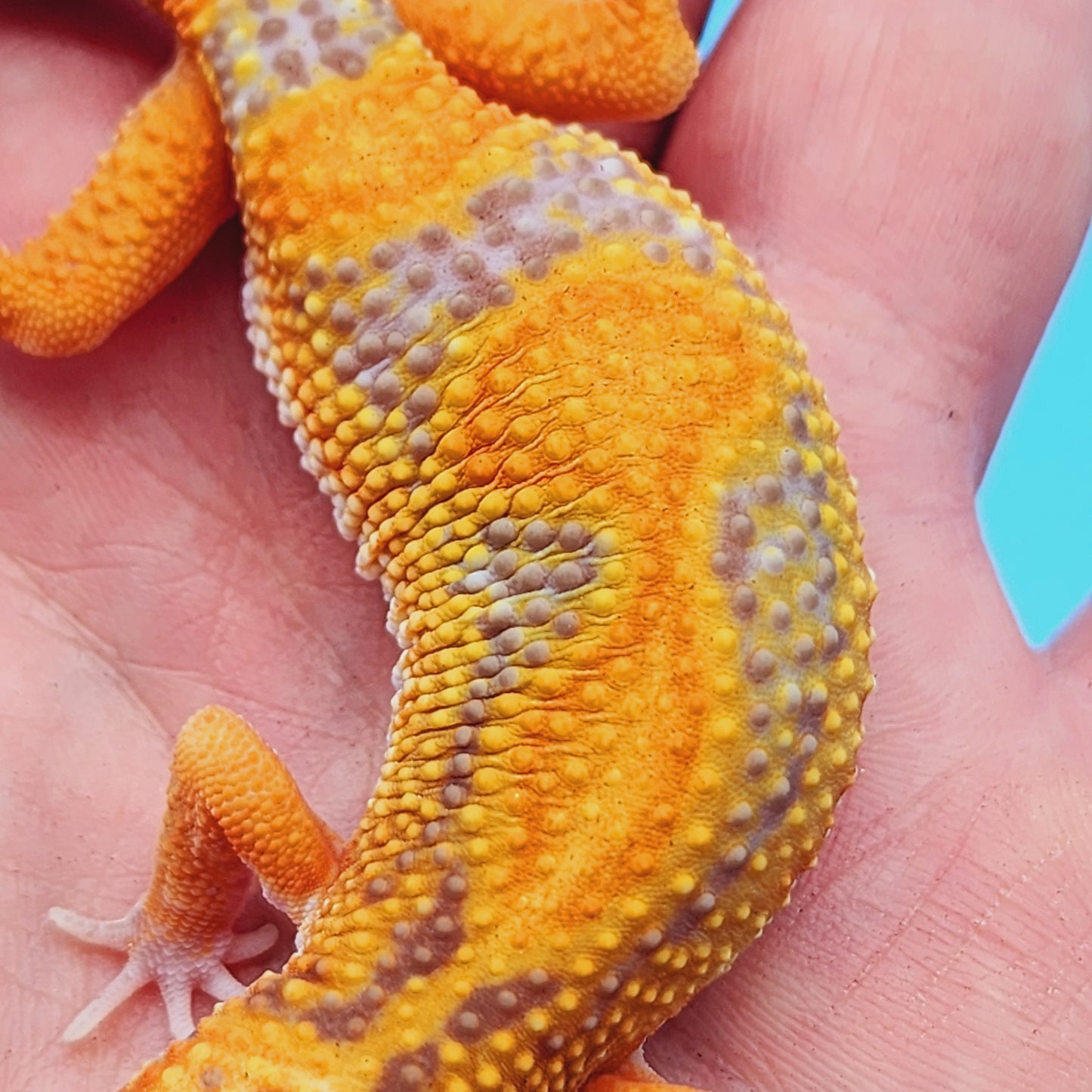 Unsexed Red Stripe Manferno Tremper Albino Jungle