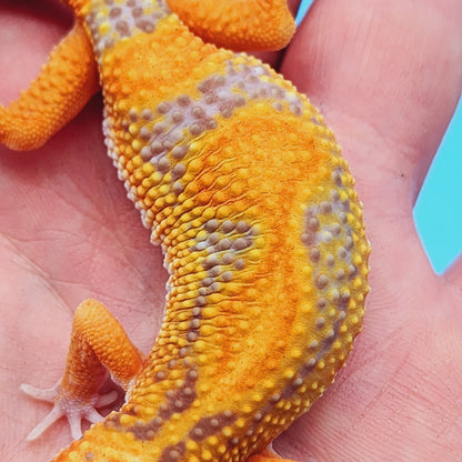 Unsexed Red Stripe Manferno Tremper Albino Jungle