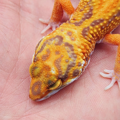 Unsexed Red Stripe Manferno Tremper Albino Jungle