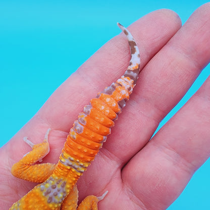 Unsexed Red Stripe Manferno Tremper Albino Jungle