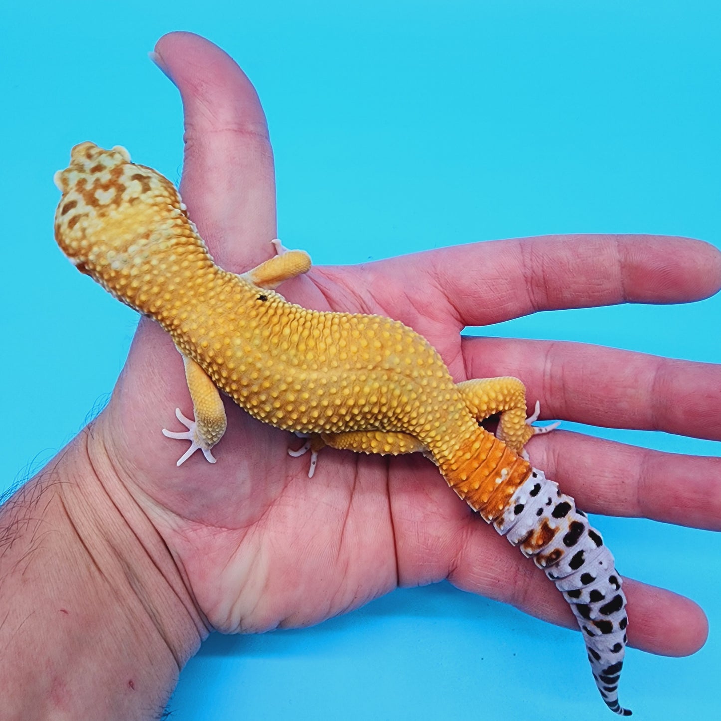 Male Super Hypo Mandarin Turcmenicus Carrot Tail