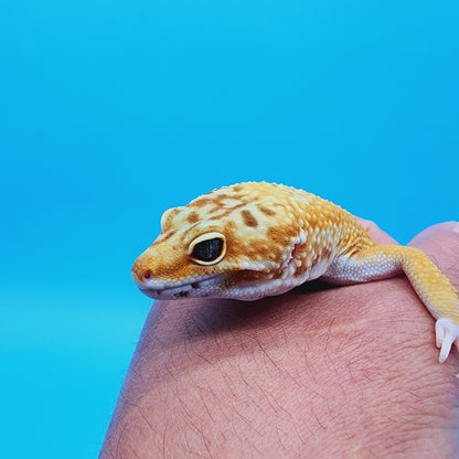 Male Super Hypo Mandarin Turcmenicus Carrot Tail