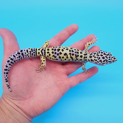 Male Afghanicus Turcmenicus