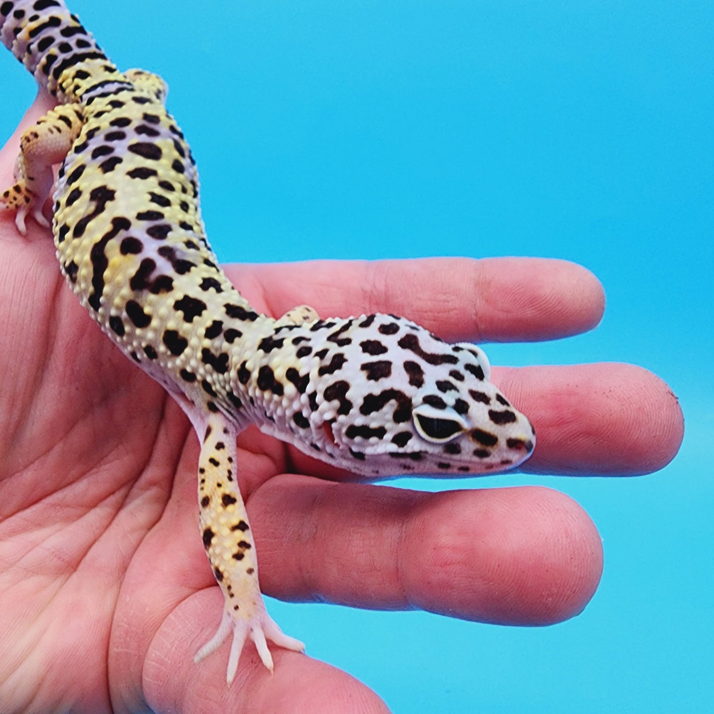 Male Afghanicus Turcmenicus