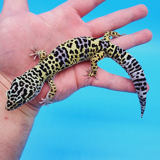 Male Afghanicus Turcmenicus (human head stamp)