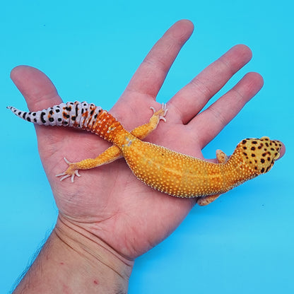 Female Manferno Emerine Carrot Tail (hold for Wendy T.)