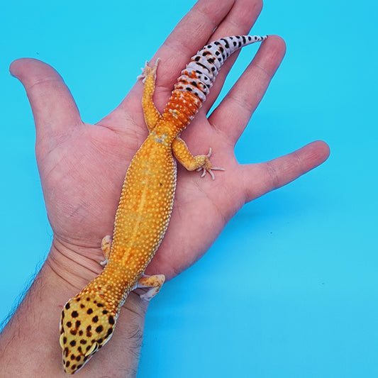 Female Manferno Emerine Carrot Tail (hold for Wendy T.)