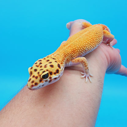 Female Manferno Emerine Carrot Tail (hold for Wendy T.)