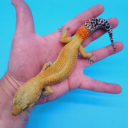 Male Super Hypo Baldy Carrot Tail