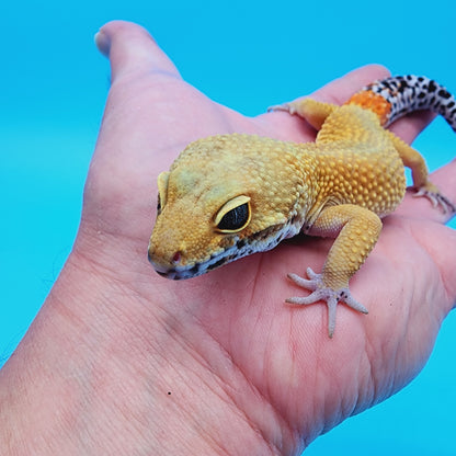 Male Super Hypo Baldy Carrot Tail