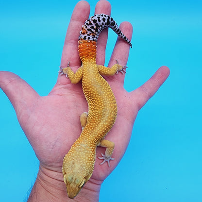 Male Super Hypo Baldy Carrot Tail