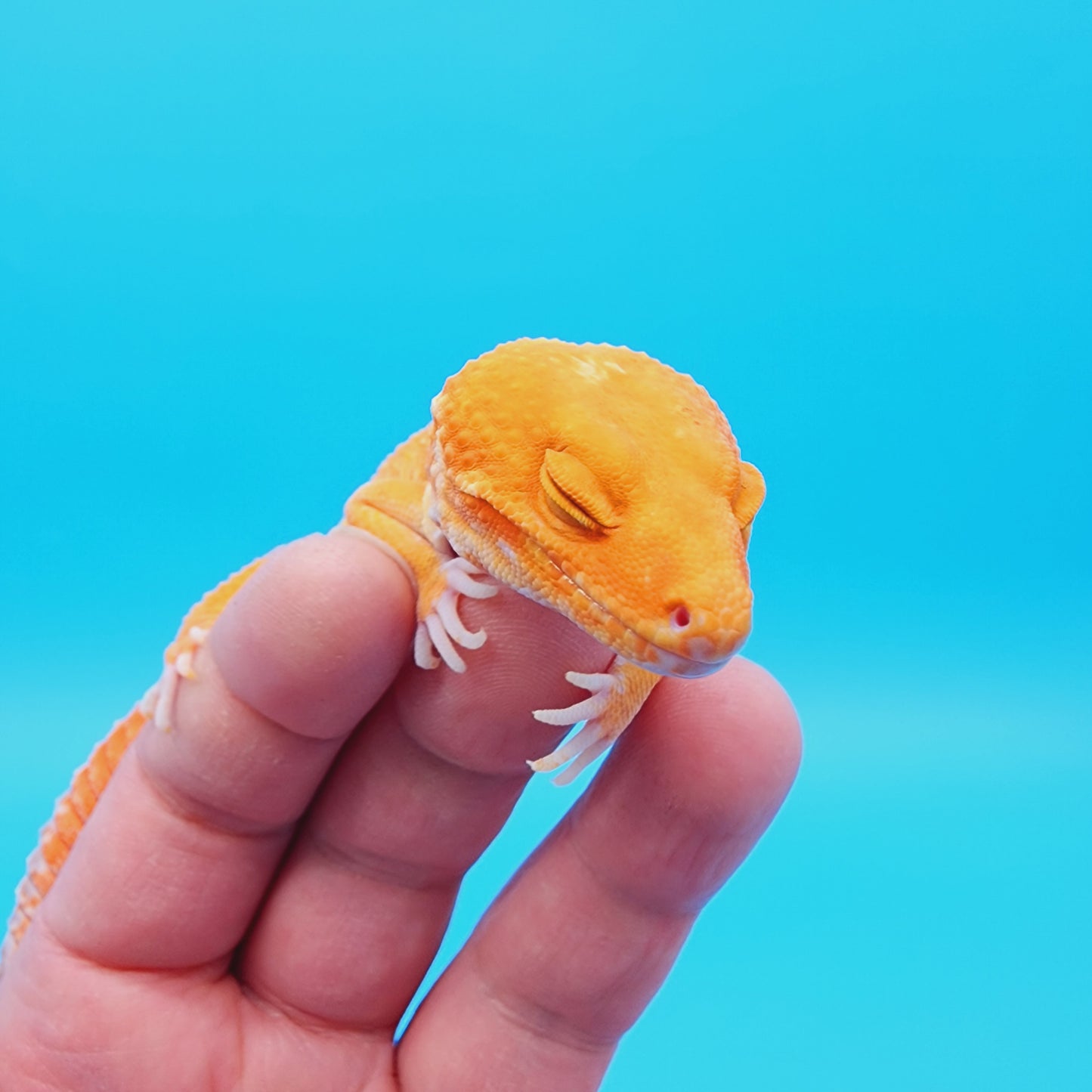 Male Inferno Tremper Albino Carrot Tail