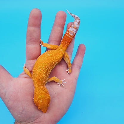 Male Inferno Tremper Albino Carrot Tail