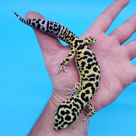 Male Bumblebee Halloween Mask Bandit