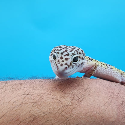 Male Pure Fasciolatus