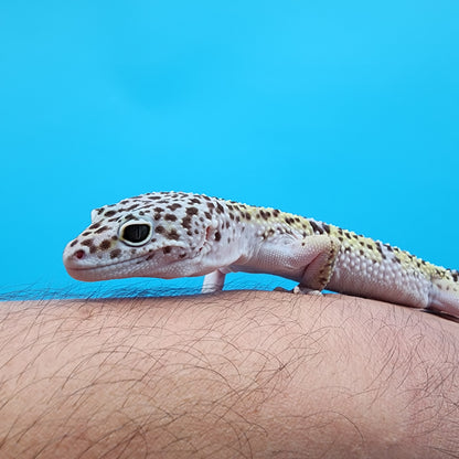 Male Pure Fasciolatus