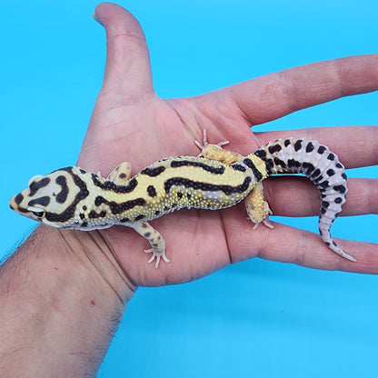 Male Highlighter Bold Stripe Halloween Mask Bandit