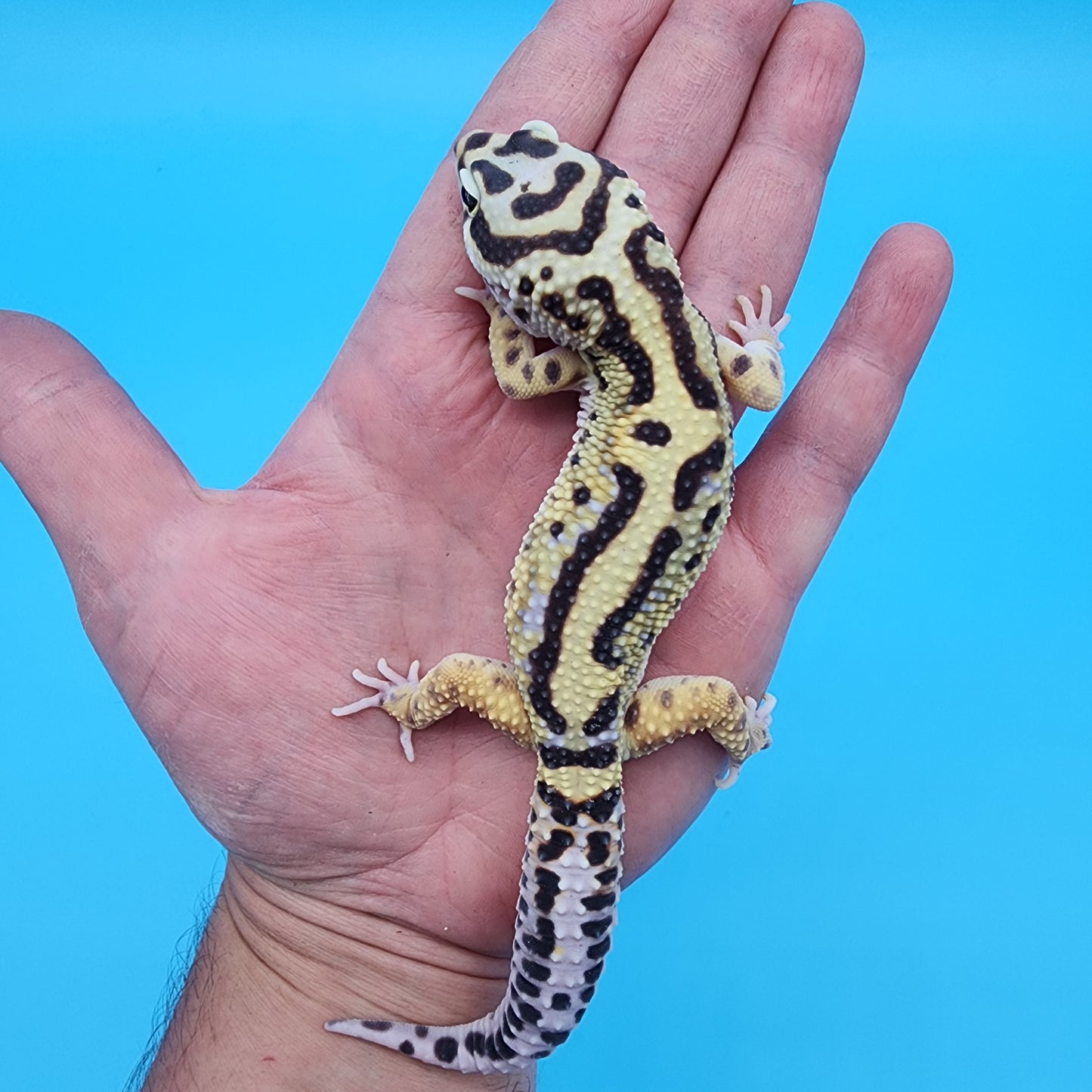 Male Highlighter Bold Stripe Halloween Mask Bandit