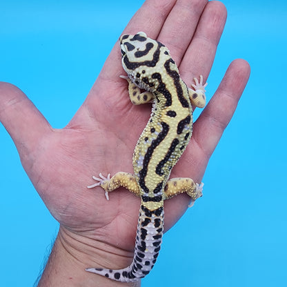 Male Highlighter Bold Stripe Halloween Mask Bandit