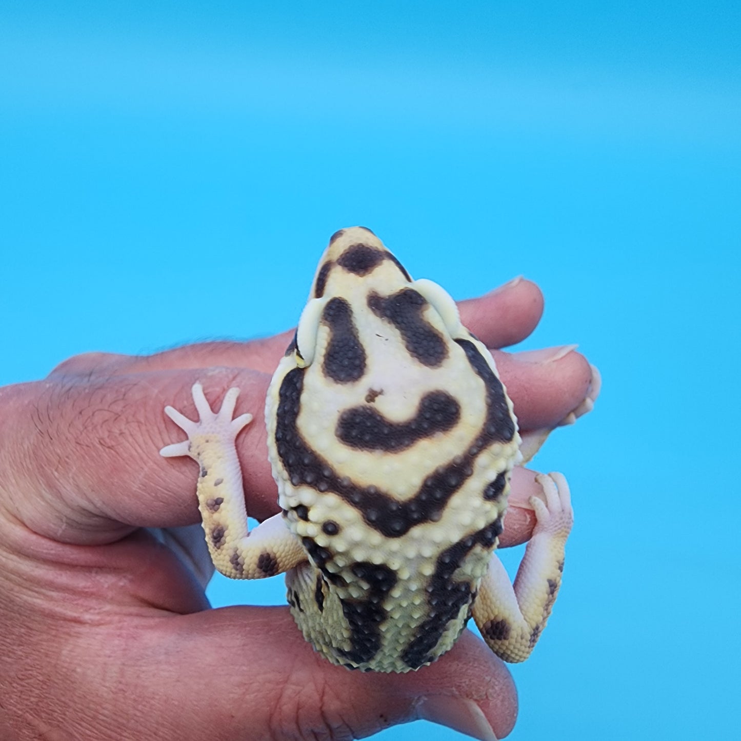 Male Highlighter Bold Stripe Halloween Mask Bandit