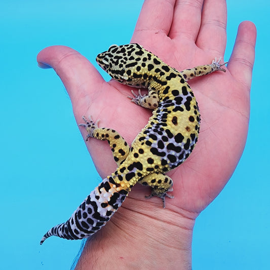 Male 50% Black Night