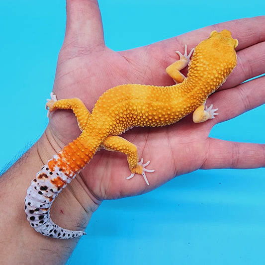 Male Super Hypo Manferno Bold Baldy Carrot Tail possible W&Y