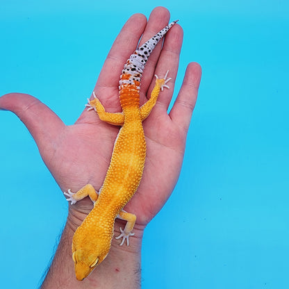 Male Super Hypo Manferno Bold Baldy Carrot Tail possible W&Y