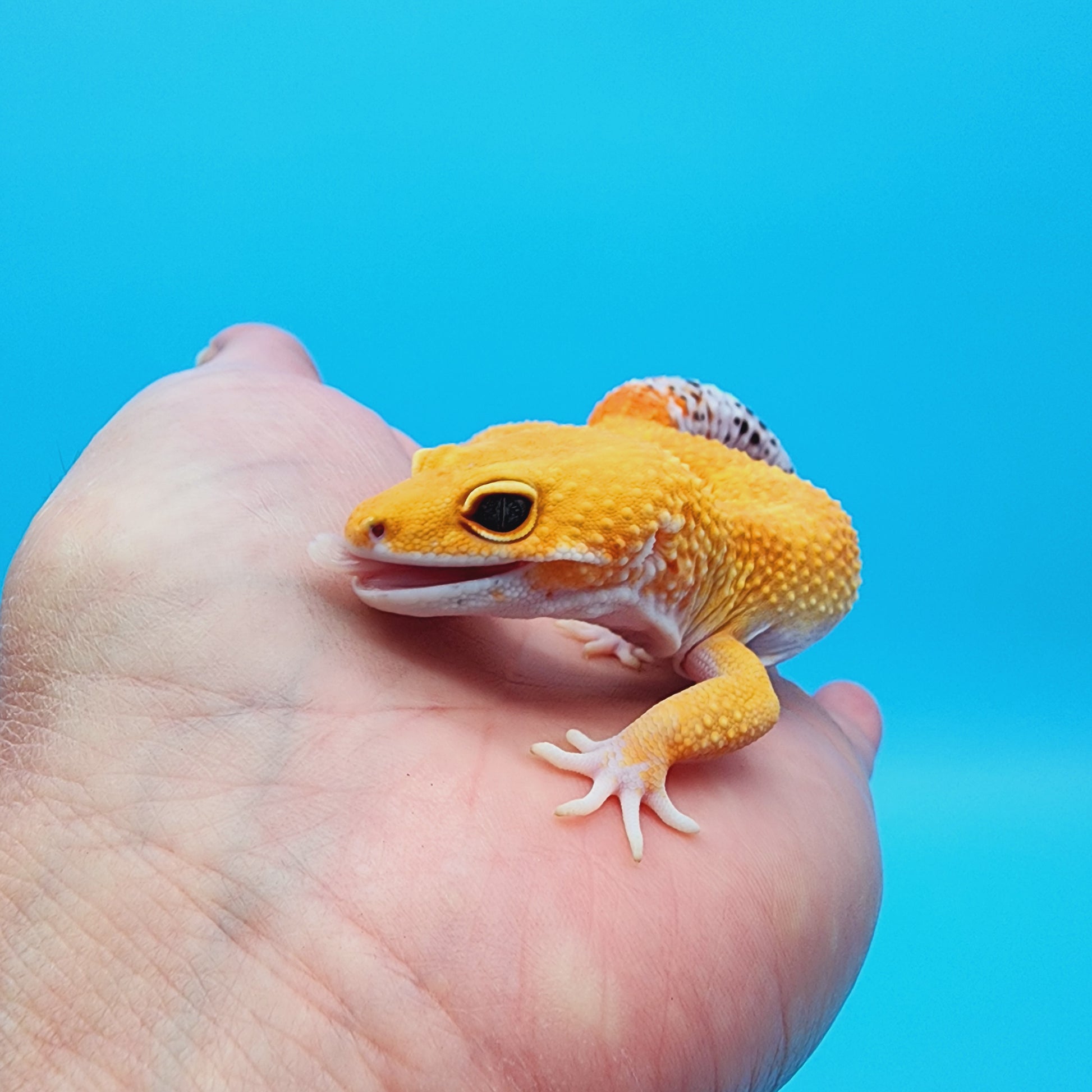 Male Super Hypo Manferno Bold Baldy Carrot Tail possible W&Y – Frank ...