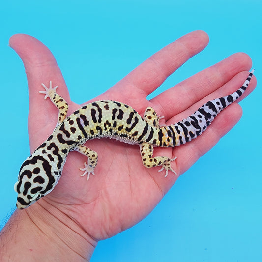 Male Bumblebee Halloween Mask Bandit (human headstamp)