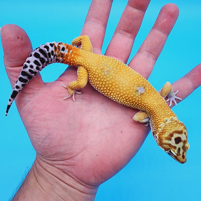 Male Hypo Mandarin Turcmenicus Carrot Tail
