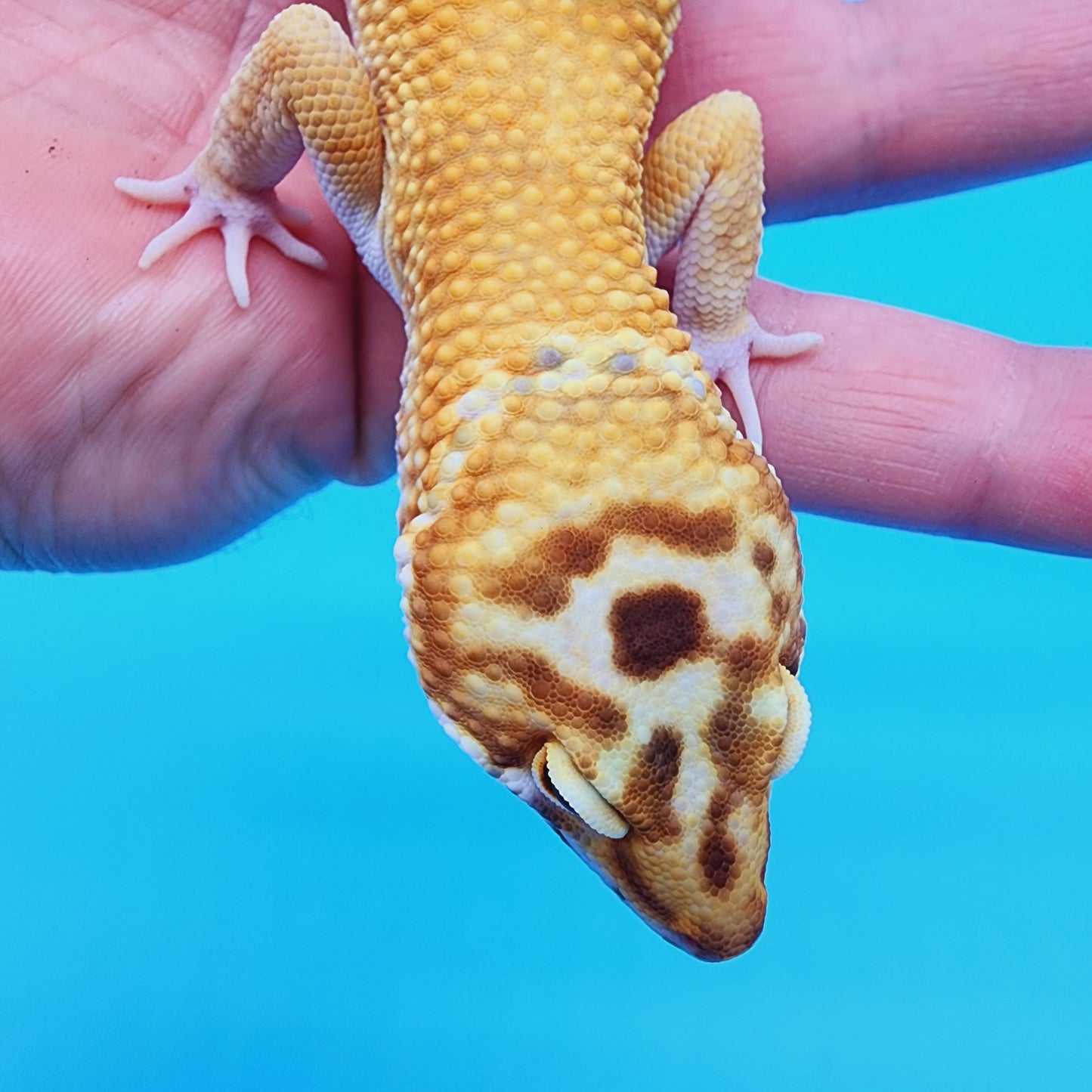 Male Hypo Mandarin Turcmenicus Carrot Tail