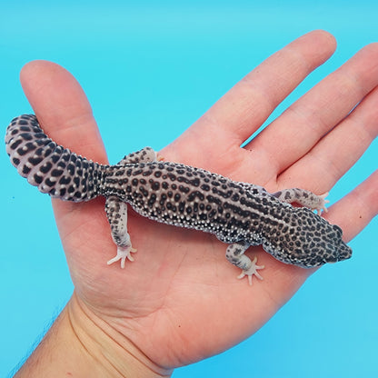 Female Afghanicus Super Snow (Jabba the hut) pet*