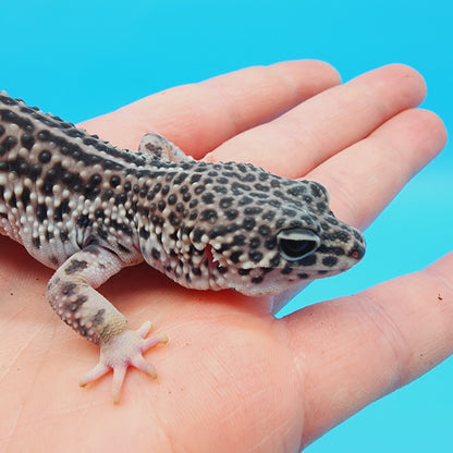Female Afghanicus Super Snow (Jabba the hut) pet*