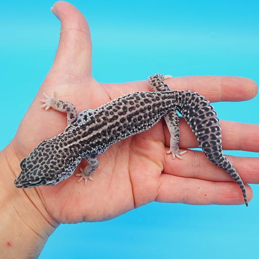 Female Afghanicus Super Snow (Jabba the hut) pet*