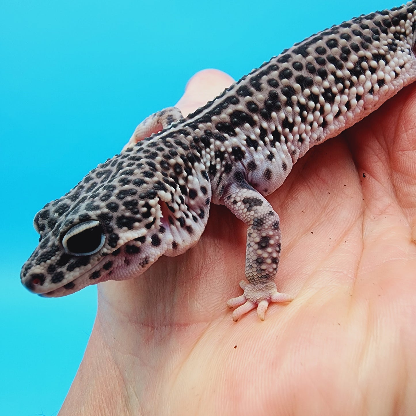 Female Afghanicus Super Snow (Jabba the hut) pet*