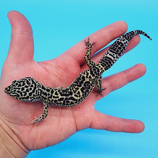 Female 50% Black Night