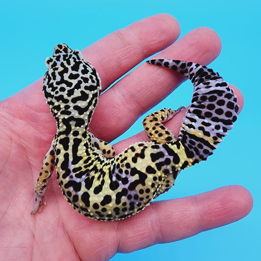 Female 50% Black Night